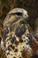 Rough-legged Hawk