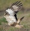 Rough legged hawk