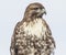 Rough-legged hawk