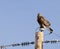 Rough-legged Hawk on telephone pole