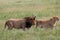 Rough looking Male Lion with lioness in the Serengeti