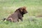 Rough looking Male Lion with lioness in the Serengeti