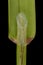 Rough Meadow Grass (Poa trivialis). Ligule and Leaf Sheath Closeup