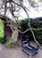 Rough meandering dark wisteria trunks against the sky, entrance to the secret garden and blue garden chair