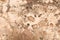 Rough meteorite texture beige color