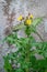 Rough milk thistle blooming