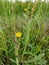 Rough Milk Thistle - Sonchus asper, Norfolk, England, UK