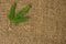 Rough natural hemp sativa fiber or fabric and green hemp plant leaf like texture or nature background with copy space