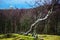 Rough norway landscape with meadows and birch trees. Original wallpaper from scandinavian landscape