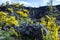 Rough rock formations covered with wildly grown flower bushes