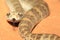 Rough-scaled death adder