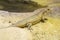 Rough-scaled plated lizard on the sand