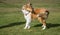 Rough Scotch Collie dog in harness turning and pulling against leash