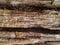 Rough silicified wood surface texture. photo background