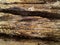 Rough silicified wood surface texture. photo background