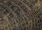 Rough Skin Texture of Aligator Close Up