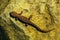 Rough-skinned or roughskin newt, taricha granulosa, underwater in Trillium Lake, Oregon, USA