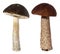 Rough-stemmed bolete mushrooms