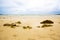 Rough stones on sand. Sea tide Phenomenon. dirty sea from seaweed and plankton. image for background, wallpaper and copy space