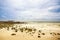 Rough stones on sand. Sea tide Phenomenon. dirty sea from seaweed and plankton. image for background, wallpaper and copy space