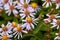 Rough-surface aster, Aster ageratoides