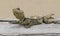 Rough Tail Rock Agama Lizard on a Board
