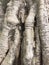 Rough texture of a big banyan tree trunk