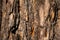 Rough texture of the old tree bark