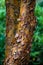 Rough texture of the tree trunk on a Paperbark Maple, as a nature background