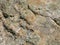 Rough textured, cracked desert rock face background with lichens