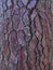 Rough textured pine bark with many cracks. Closeup photo. Full screen image.