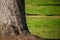 Rough textured tree bark and soft green grass.