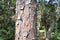 Rough thick cracked and flaky brown pine tree bark on trunk