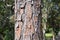 Rough thick cracked and flaky brown pine tree bark on trunk