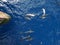 Rough-toothed dolphins, Steno bredanensis playing in the Gulf of Mexico