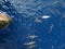 Rough-toothed dolphins, Steno bredanensis playing in the Gulf of Mexico