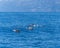 Rough-toothed dolphins swimming in the ocean
