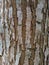rough tree bark, hard pattern background image, tree trunk