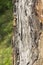 Rough Tree Bark Texture