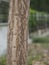 Rough trunk surface Paraguayan Silver Trumpet Tree, Silver Trumpet Tree, Tree of Gold, Tabebuia argentea Britton, Bignoniaceae in