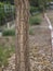 Rough trunk surface Paraguayan Silver Trumpet Tree, Silver Trumpet Tree, Tree of Gold, Tabebuia argentea Britton, Bignoniaceae in