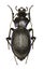 Rough Violet Ground Beetle on white Background