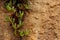 Rough wet sandstone wall texture with close up of green pink orange iceplant succulent clinging to the face of the wall