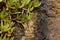 Rough wet sandstone wall texture with close up of green pink orange iceplant succulent clinging to the face of the wall