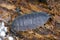 Rough woodlice (Porcellio scaber). Terrestrial crustaceans in the familiy Porcellionidae, exposed under bark of dead log