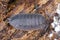 Rough woodlice (Porcellio scaber). Terrestrial crustaceans in the familiy Porcellionidae, exposed under bark of dead log