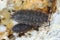 Rough woodlice (Porcellio scaber). Terrestrial crustaceans in the familiy Porcellionidae, exposed under bark of dead log