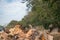 Roughly chopped wood trunks with trees in the background and empty space or negative space in the sky