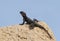 Roughtail rock agama or hardun lizard on a rock Stellagama stellio or Laudakia stellio stellion or Lacerta stellio