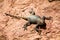 Roughtail rock Agama Stellagama stellio brachydactyla aka Painted Dragon